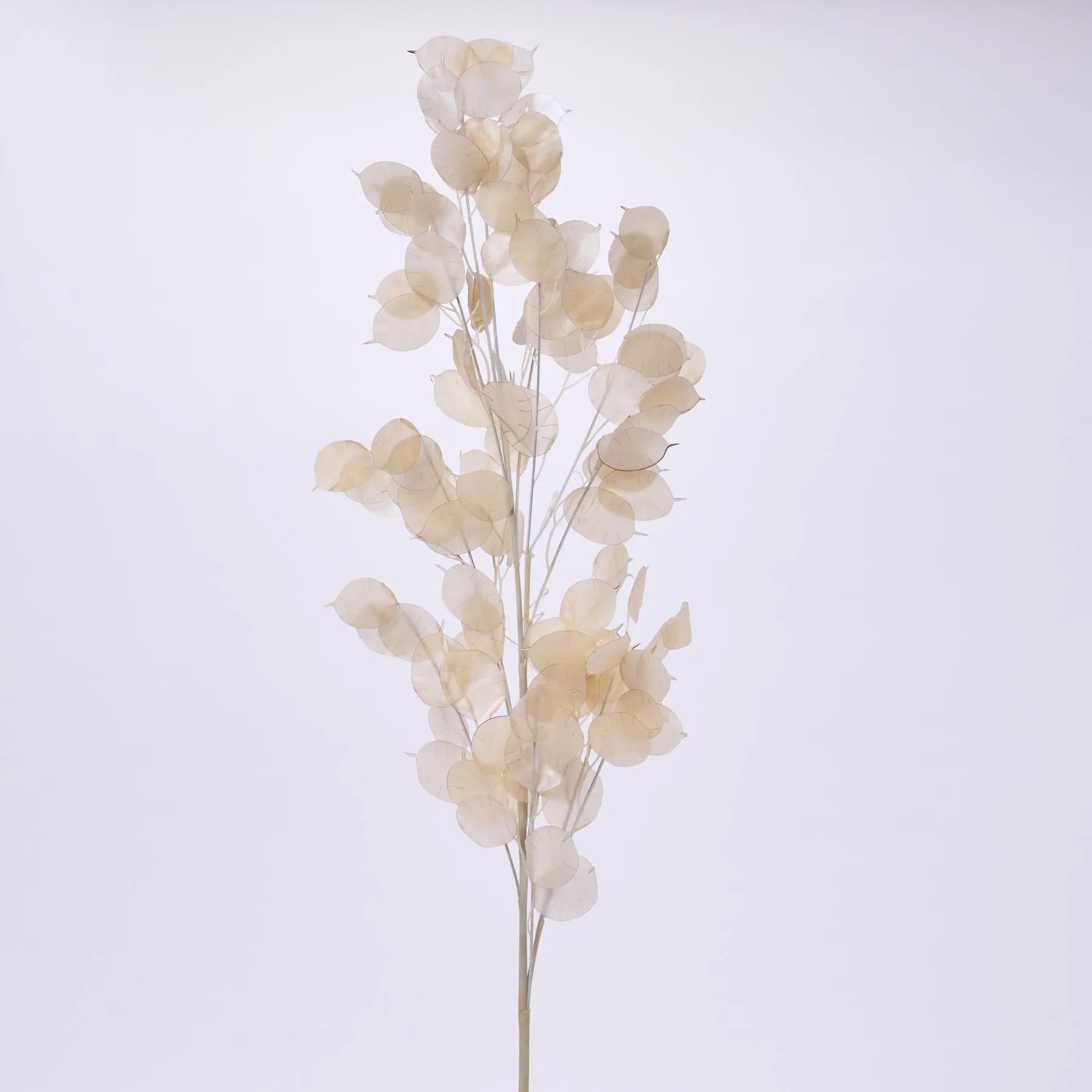 Dried Look Translucent Bleached Lunaria Branch Spray - 41"