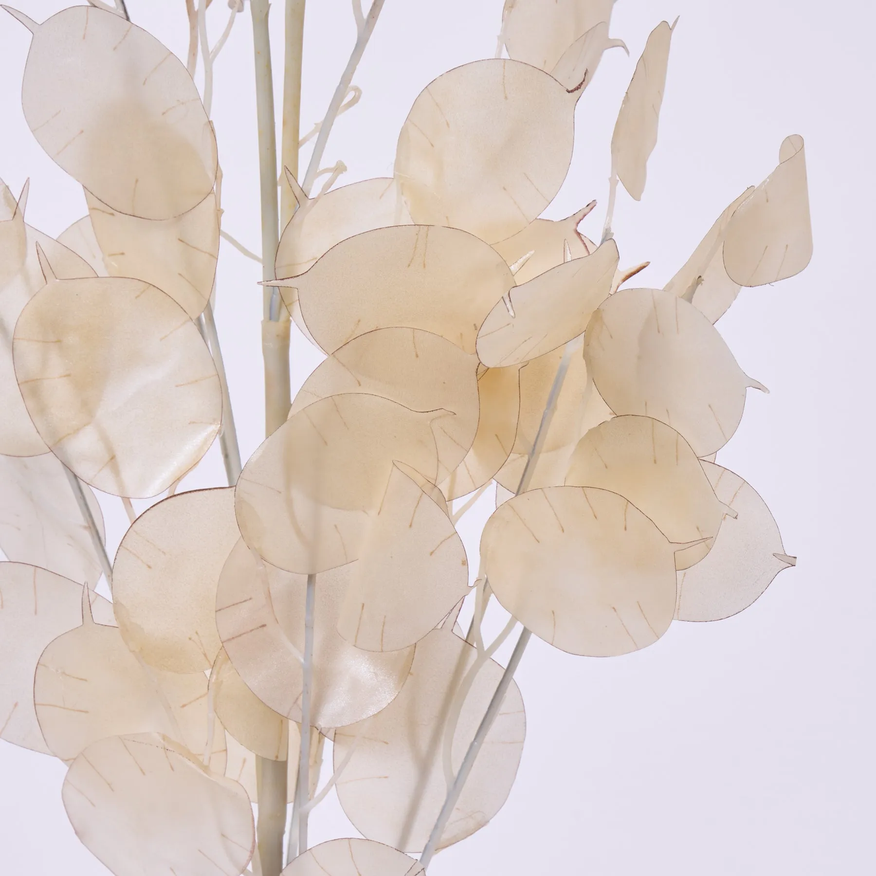 Dried Look Translucent Bleached Lunaria Branch Spray - 41"