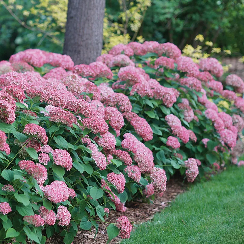 Free Invincibelle Spirit® II Smooth Hydrangea