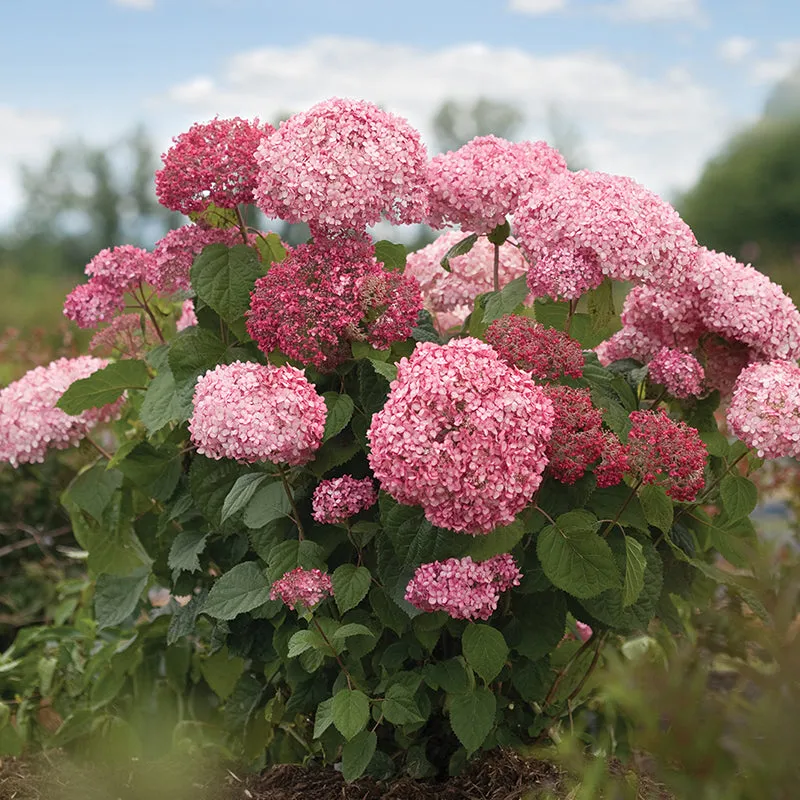 Free Invincibelle Spirit® II Smooth Hydrangea