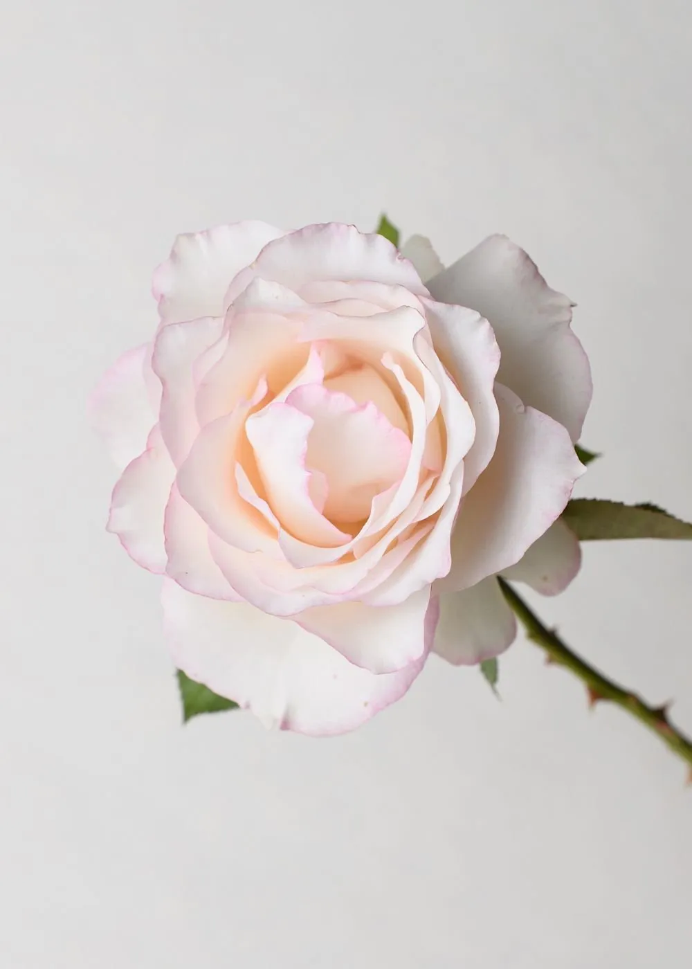 Moonstone™ Rose Bare Root