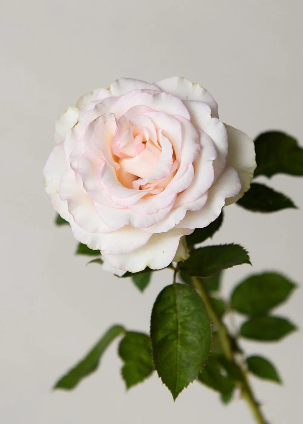 Moonstone™ Rose Bare Root