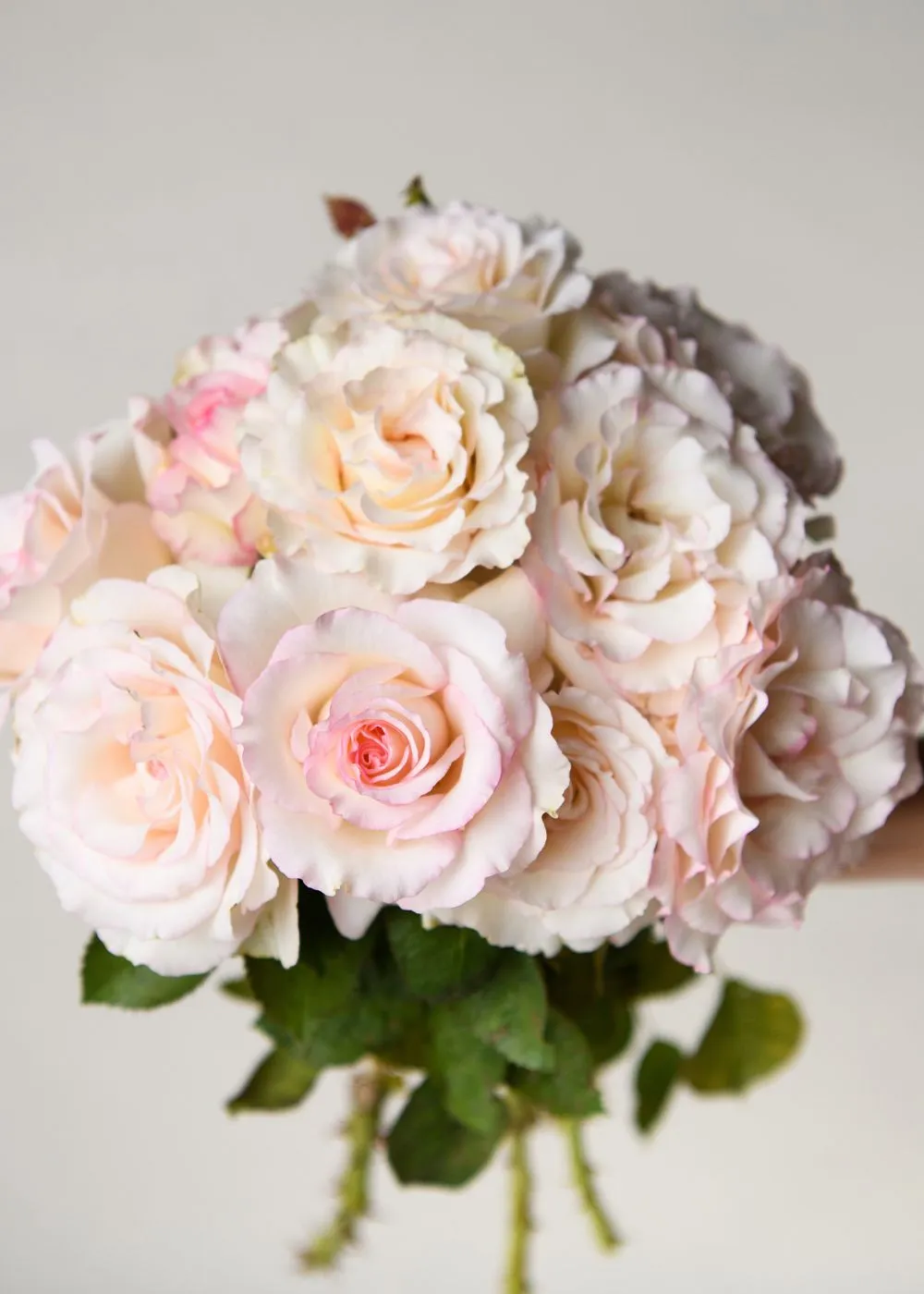 Moonstone™ Rose Bare Root